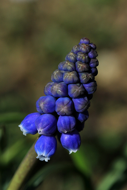 Grape Hyacinths