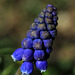 Grape Hyacinths