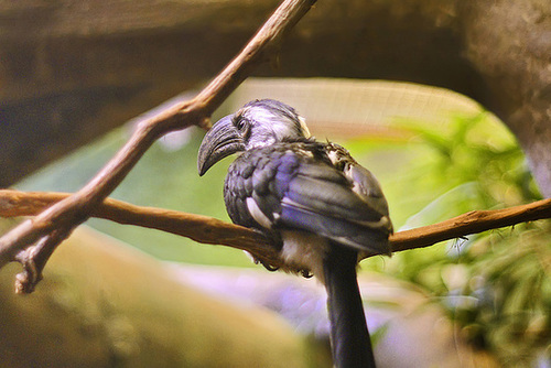 Brooding – National Zoo, Washington, DC