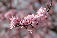 Ornamental Cherry