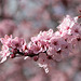 Ornamental Cherry