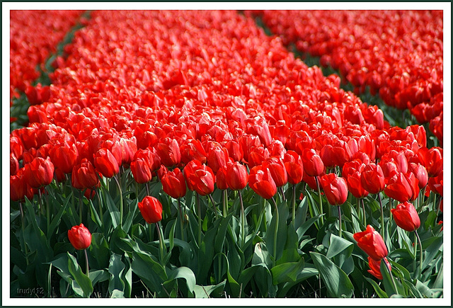 tulpen