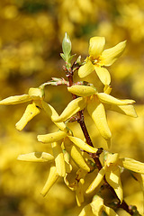 Forsythia