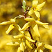 Forsythia