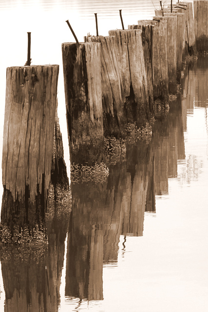 Old pilings, Neuse River