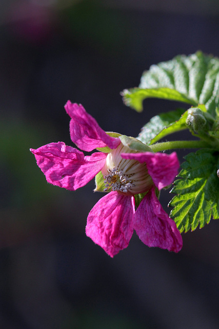 Salmonberry Blossom