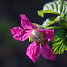 Salmonberry Blossom