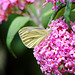 Butterfly Bush