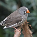 Female Zebra Finch