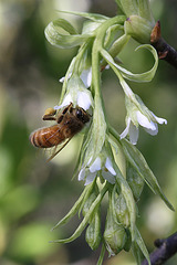 Indian Plum Flowers and Bee