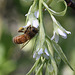 Indian Plum Flowers and Bee