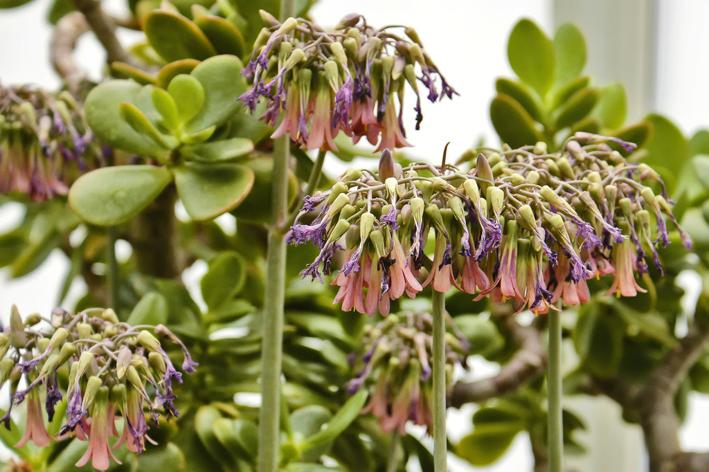 Desert Flowers – Phipps Conservatory, Pittsburgh, Pennsylvania