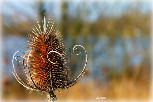 sculpture de la nature