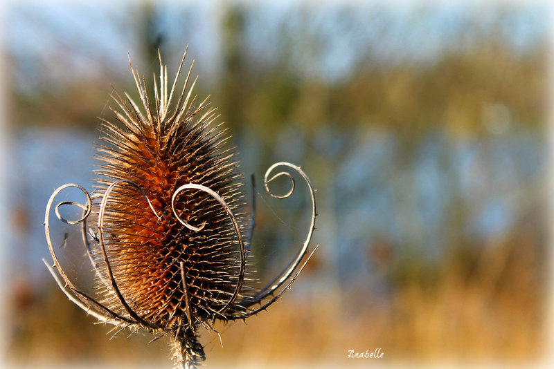 sculpture de la nature