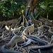 caught_in_roots