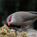 Red Ear-striped Waxbill