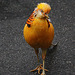 Golden Pheasant