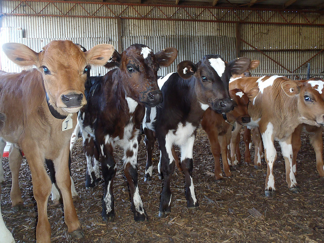 calves on the Vierens-Fulkerson farm