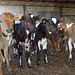 calves on the Vierens-Fulkerson farm