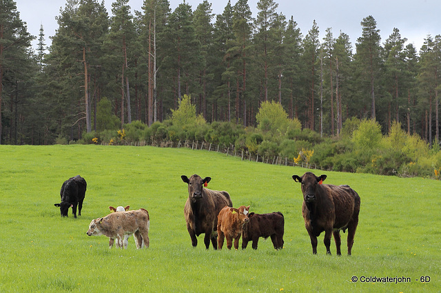 Young calves