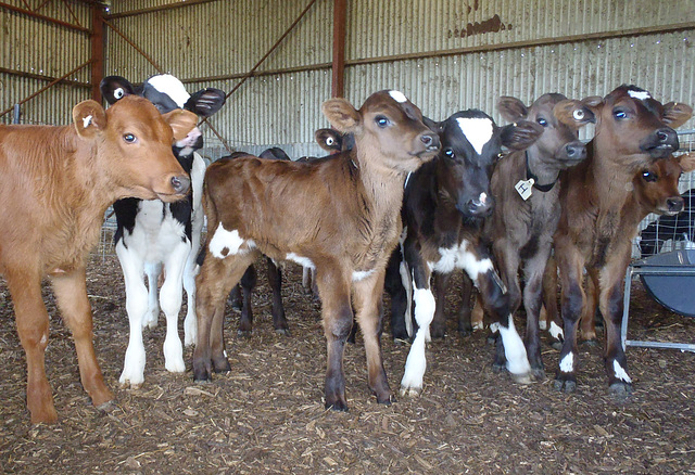 calves on the Vierens-Fulkerson farm