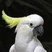 Cockatoo