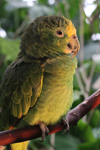 Yellow Headed Amazon Parrot