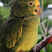 Yellow Headed Amazon Parrot