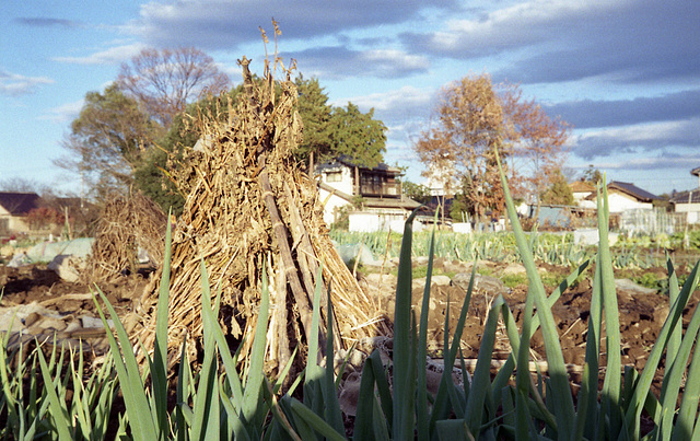 Welsh onion