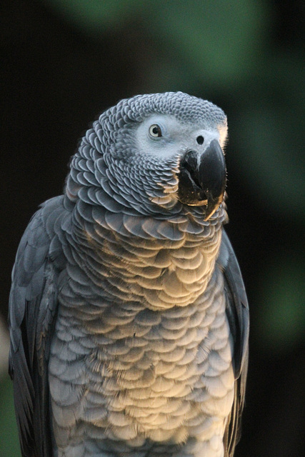 African Gray Parrot