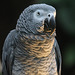 African Gray Parrot