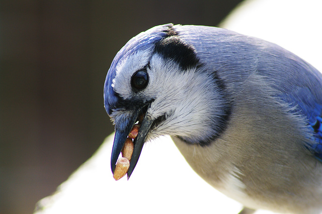 Stuff that beak.