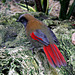 Red Winged Laughing Thrush