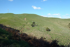 spotty hills in Toora