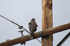 Harris' Hawk