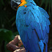 Blue and Gold Macaw