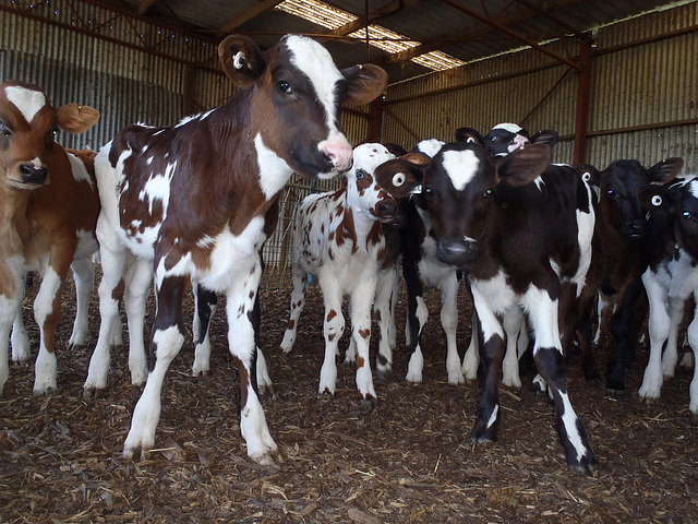 calves on the Vierens-Fulkerson farm