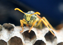 Guarding the Hive