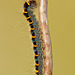 Oak Eggar Larva (Lasiocampa quercus)