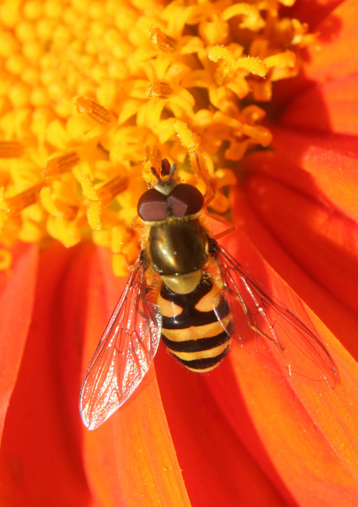 Hover Fly