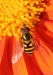 Hover Fly