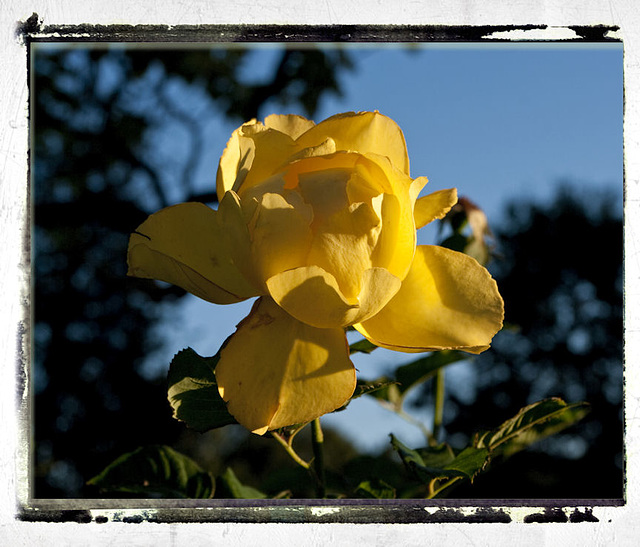 Rose Jaune Greenwich