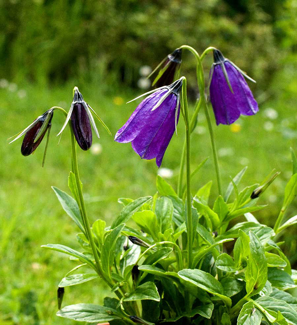 Tiny campanula