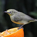 Japanese White Eye