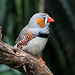 Zebra Finch