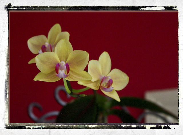 Orchidée Naine