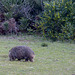 wombat with winter coat
