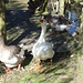 Gazza the gander joins the gaggle