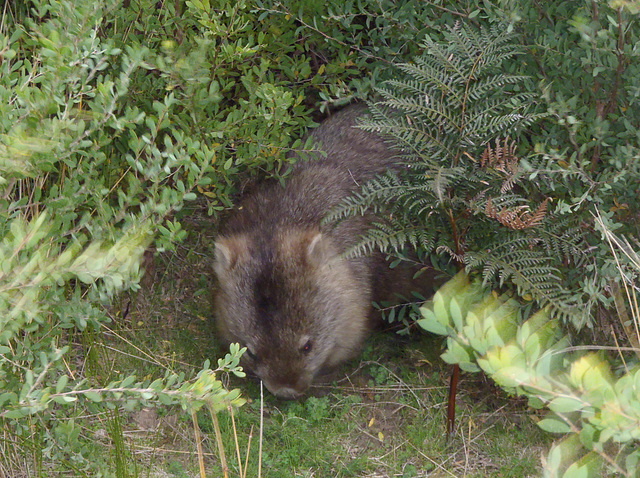 wombat with winter coat