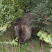 wombat with winter coat